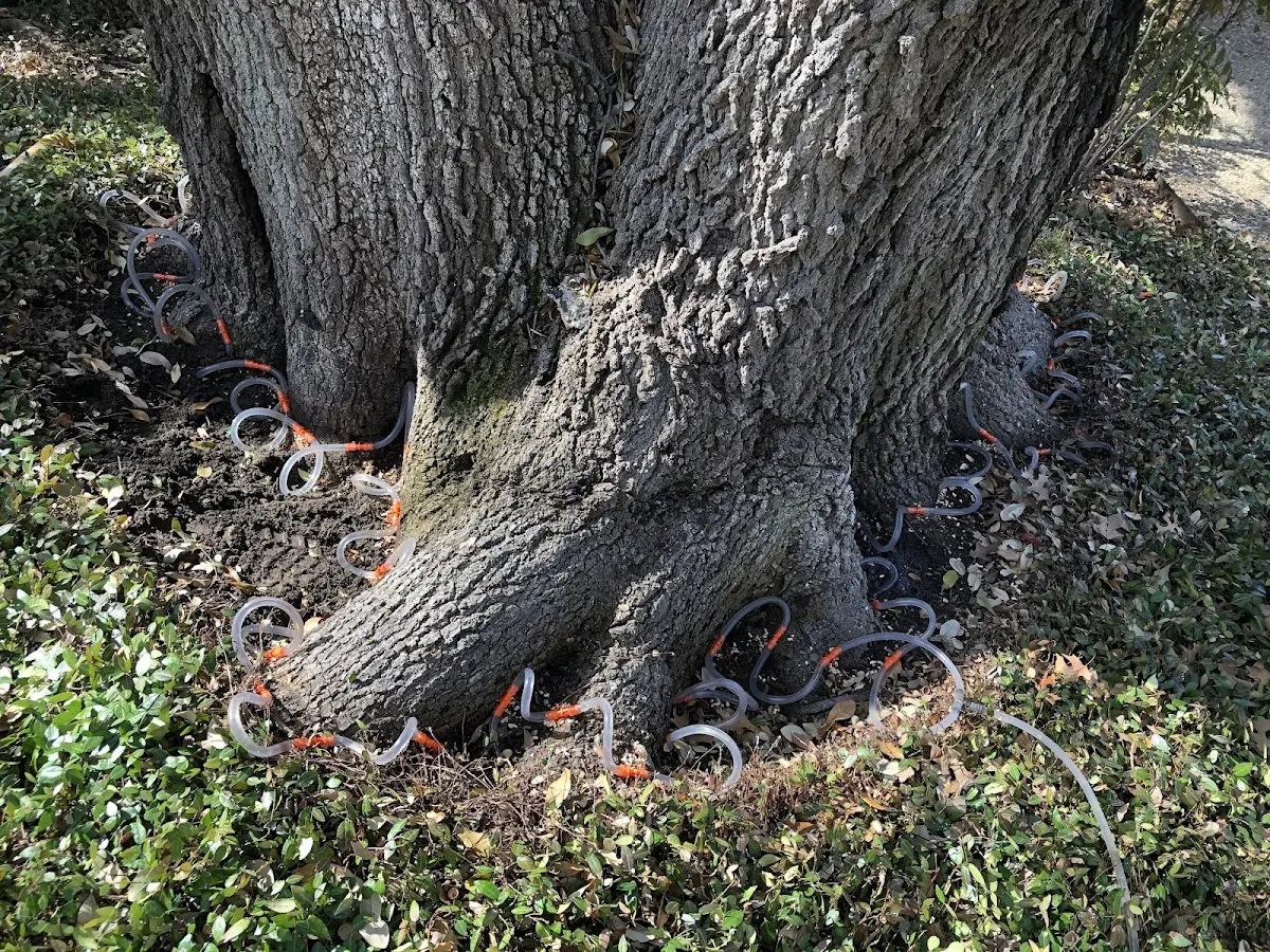 Detailed Tree Cabling and Bracing job site in Cherry Plain