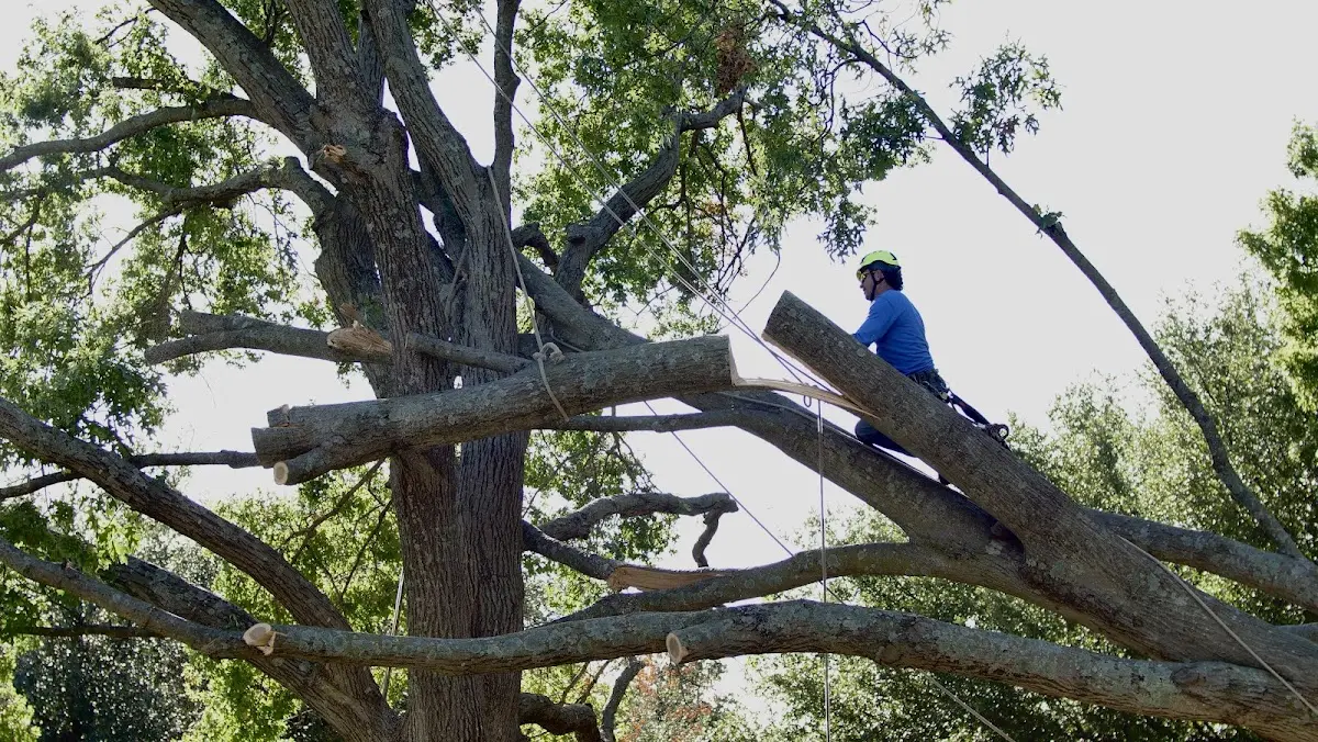 Professional Crown Thinning performed by certified arborists in Cherry Plain
